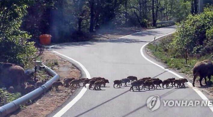 사람까지 공격하는 멧돼지…잡아도 잡아도 늘어나