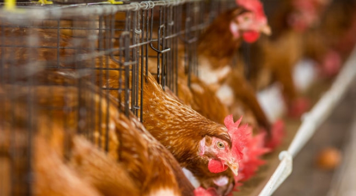 Factory farming blamed for massive bird flu outbreak: experts