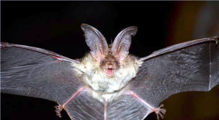 Endangered brown long-eared bat found in eastern Korea