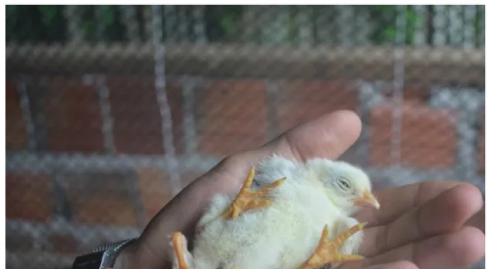 [포토뉴스] 브라질 농장의 ‘다리 넷’ 병아리