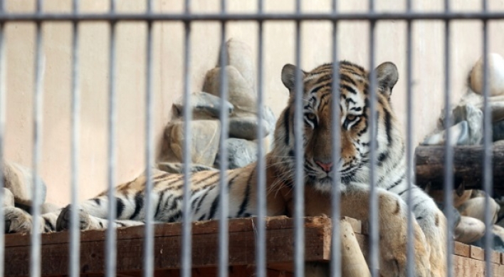 Seoul Zoo tigers to be relocated to more natural environment