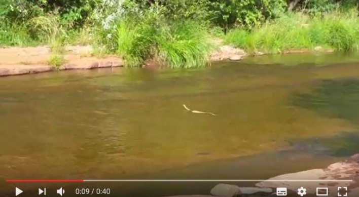 (영상) 펠프스 ‘빙의한’ 방울뱀