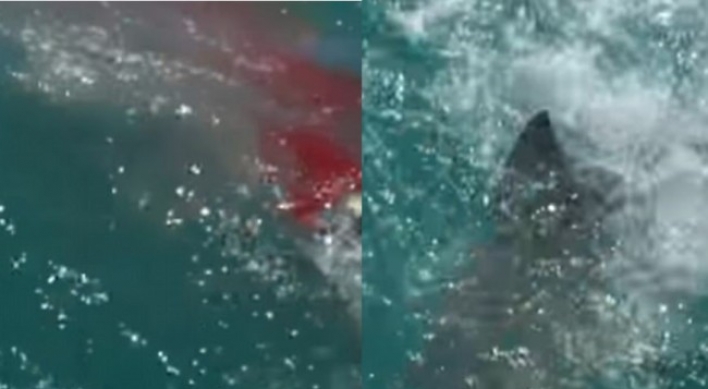 (영상) 만선통통배 습격한 상어...어민들 ‘혼신의 힘’