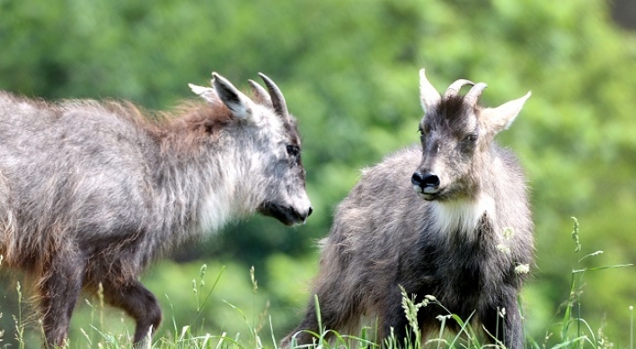 [Eye Plus] Bringing back endangered gorals