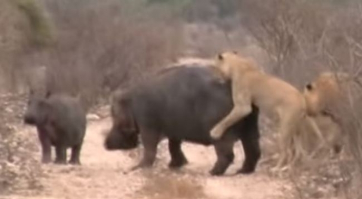 사자, 두 하마와 충돌...‘참혹한 광경’