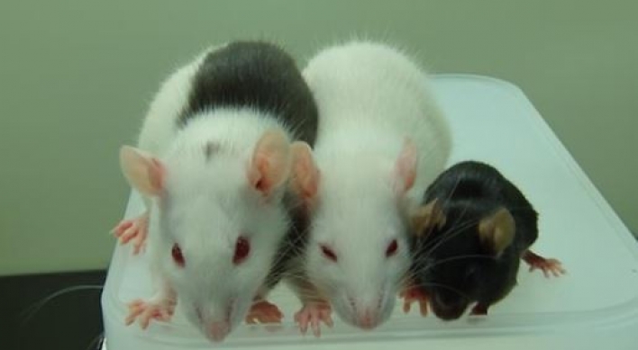 Scientists discover method to identify 'gambling rats'