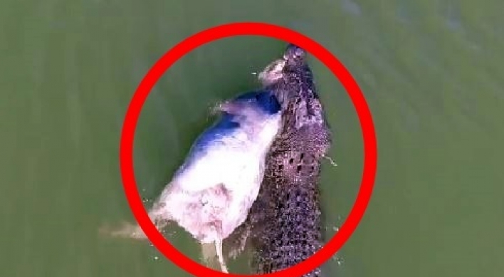 (영상) 거대 악어 소를 물고 사라져...드론 촬영 ‘생생’