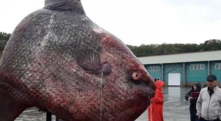 거대생선 낚아 저울 달아보니 1200kg