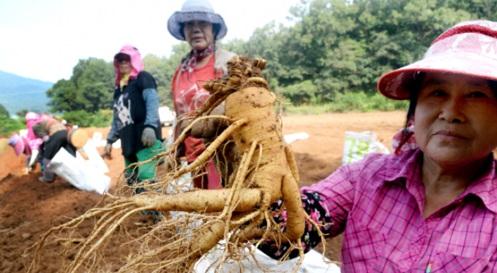 [Eye Plus] Harvest season comes for ginseng