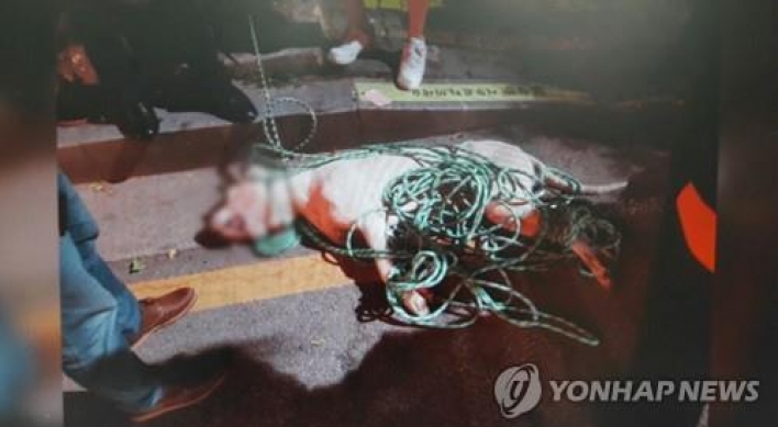 맹견 핏불테리어에 물려 다리절단까지…개 주인 법정구속