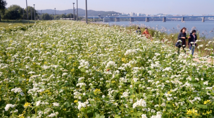 [Photo News] Han River covered with buckwheat flowers
