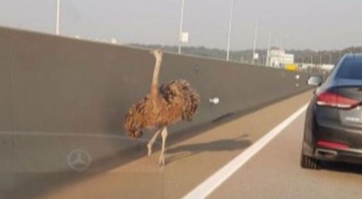 Ostrich runs on highway