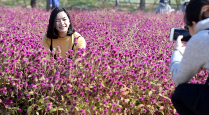 [Photo News] Globe amaranth denotes unfading love