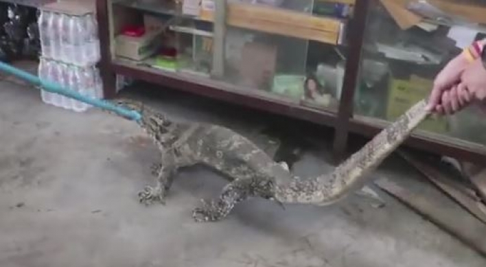 (영상) 슈퍼에 ‘거대 파충류’ 나타나 쑥대밭