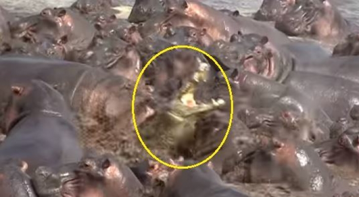 (영상) 하마 떼에 파묻힌 악어 ‘부디 목숨만은‘