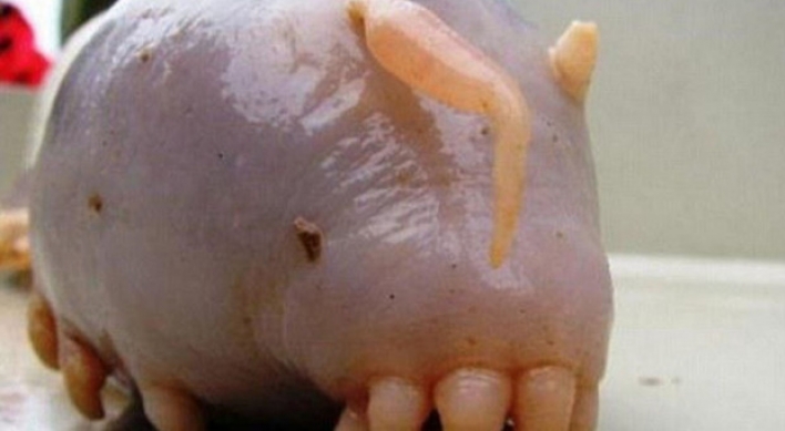 괴생명체 ‘바다돼지’… 다리가 12개