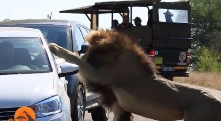 (영상) 사자 짝짓기 훔쳐보던 운전자의 처참한 말로