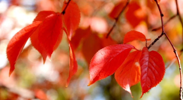 [Eye Plus] A feast of colors -- autumn in Seoul