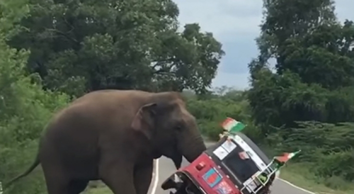 차량 습격한 코끼리... '공포'