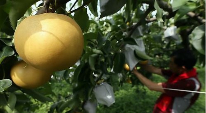 Canada eases quarantine standards for S. Korean pears