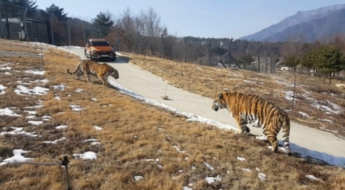 Korea to open Asia's largest arboretum with released Siberian tigers next week
