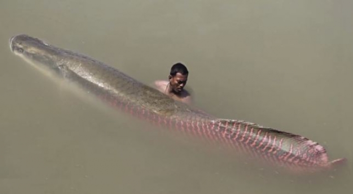 (영상) 아마존강 괴물, 길이 2.5M, 무게는 200KG