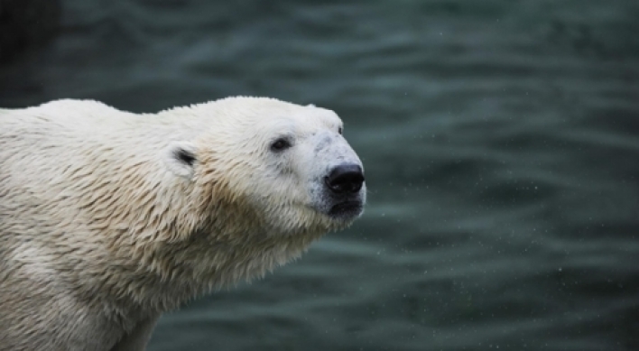 Only remaining polar bear in S. Korea to move to British wildlife park
