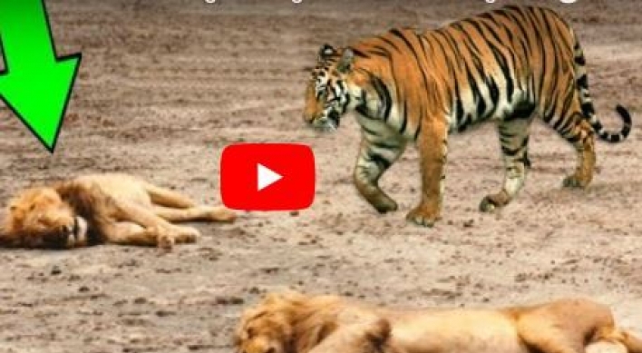 (영상) 사자의 ‘헛발 비웃고 이빨로 뜯는’ 호랑이
