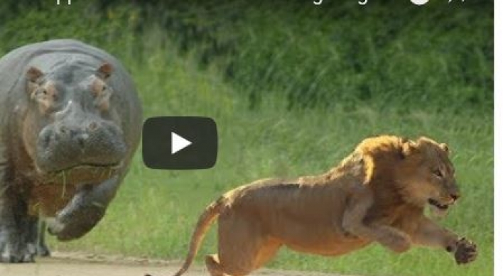 (영상) 하마떼에 붙잡혀 ‘몰매 맞는’ 사자