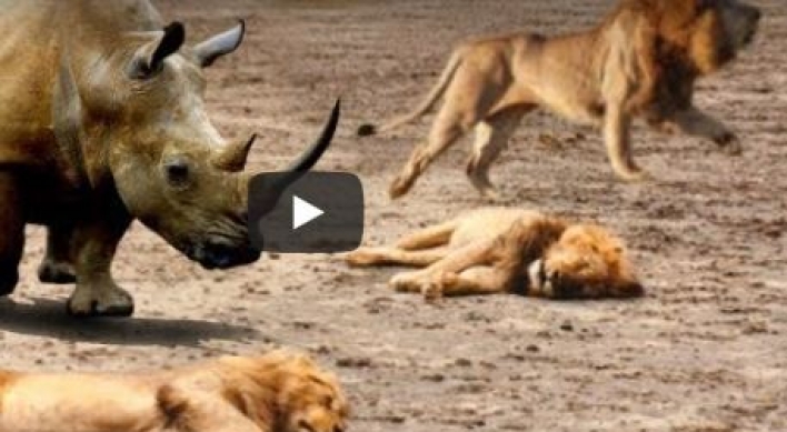 (영상) 사자 5마리 해치우는 코뿔소