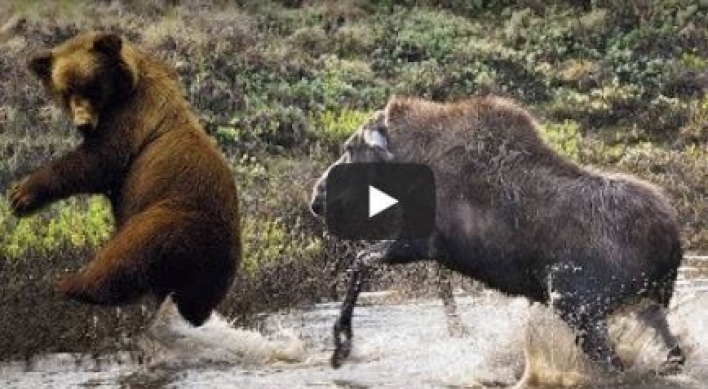 (영상) 사슴 철벽수비에 맥없이 주저앉는 그리즐리베어