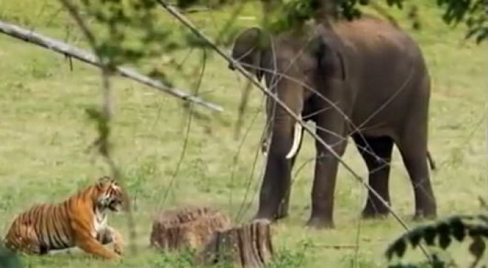(영상) 코끼리 대적한 호랑이 ‘최단시간 패’