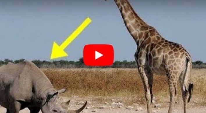 (영상) 코뿔소 궁둥이 헤딩으로 날리는 기린