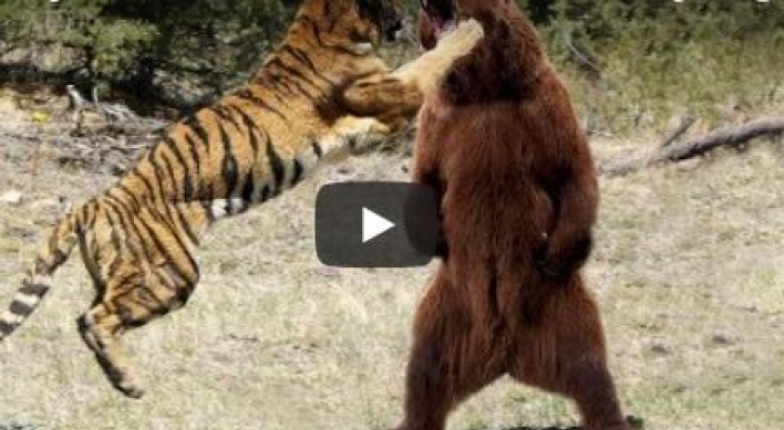 (영상) 호랑이, 불곰 따귀 때리다 ‘만신창이’로 발견돼