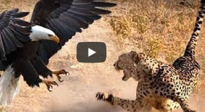 (영상) 킬리만자로 표범 때려죽이는 독수리