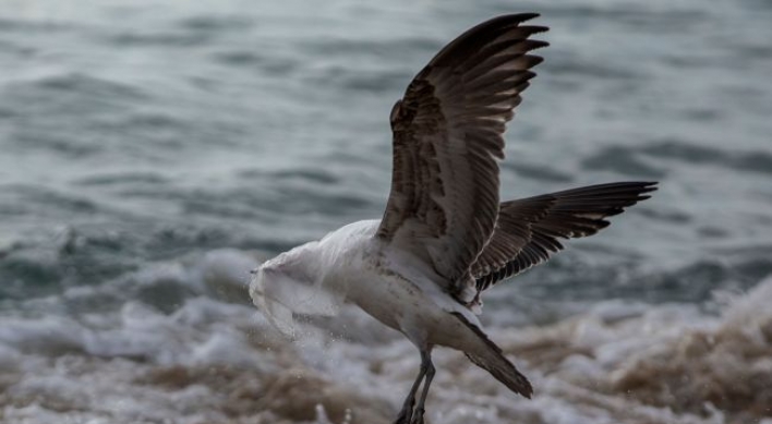 [Newsmaker] New Zealand to ban single-use plastic bags