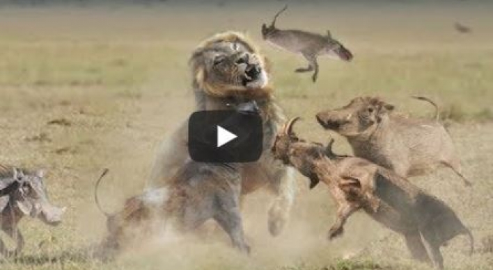 (영상) 사자 멱살 잡고 구타하는 멧돼지