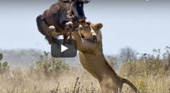 (영상) 누 돌려차기에 사자 이마 깨지는 소리