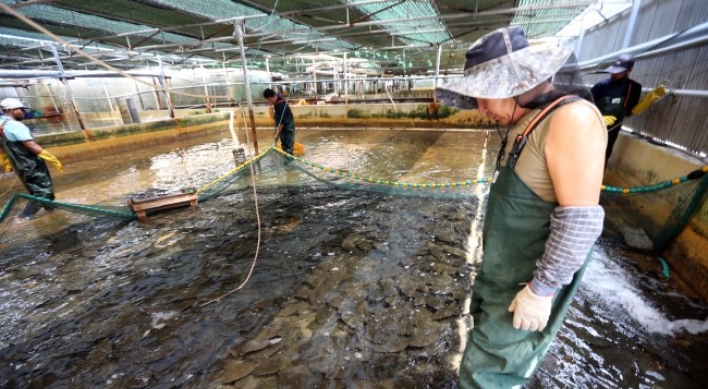 High water temperatures kill fish in Busan