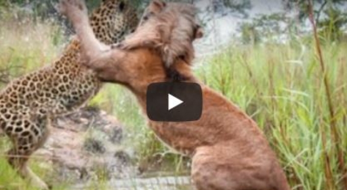 (영상) ‘무단침입’ 사자 묵사발 내는 표범