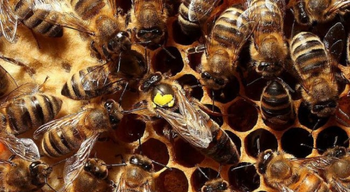 Man dies after 19 bee stings