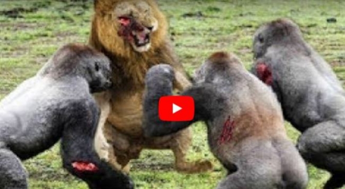 (영상) 유인원 일당에 농락당하는 사자
