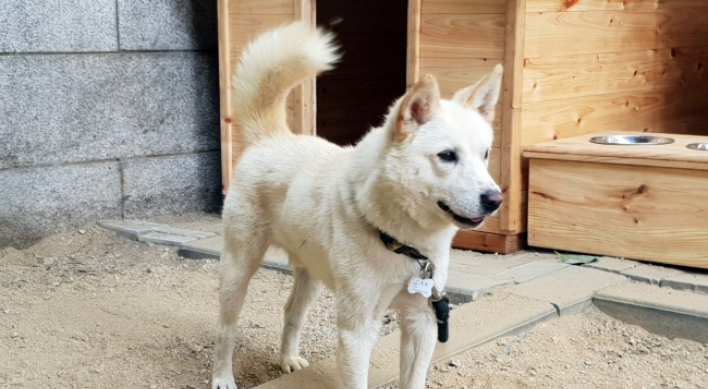 N. Korea gifts pair of Pungsan dogs to mark inter-Korean summit in Pyongyang