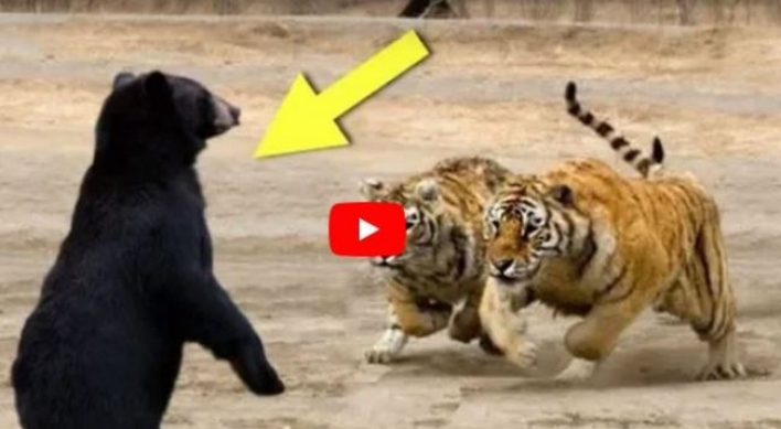 (영상) 호랑이 형제 줄세우고 주먹질하는 흑곰