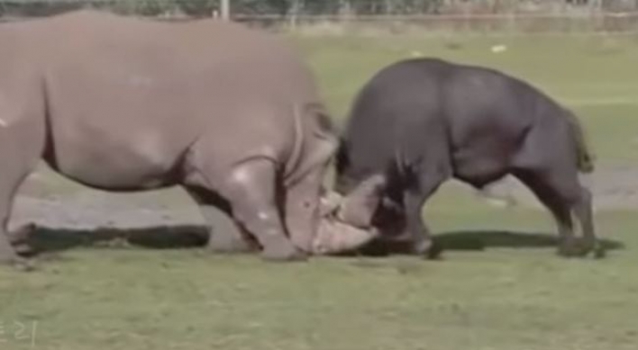 (영상) 코뿔소 얼굴가죽 찢어버린 황소