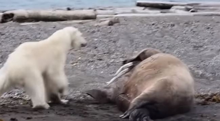 (영상) 북극곰 단칼에 제압하는 바다코끼리