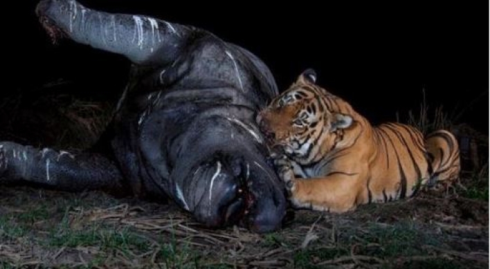 (영상) 호랑이가 파탄낸 암수 코뿔소 커플