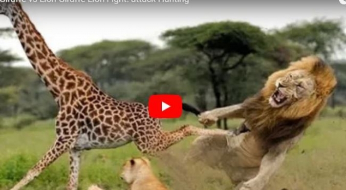 (영상) 이성 잃은 기린...사자 급소 빻아 ‘저세상’ 보내다