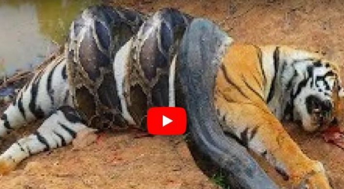 (영상) 호랑이 사지 마비시키는 킹코브라