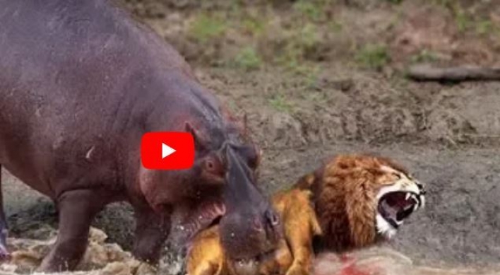 (영상) 사자 살점을 도려내는 탄자니아 하마